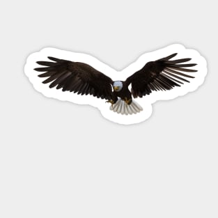 American bald Eagle Sticker